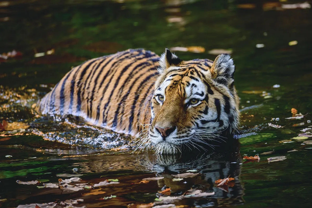 tiger, wildlife, animal, predator, wildcat, feline, pet, nature, wilderness, cat, mammal, wild
