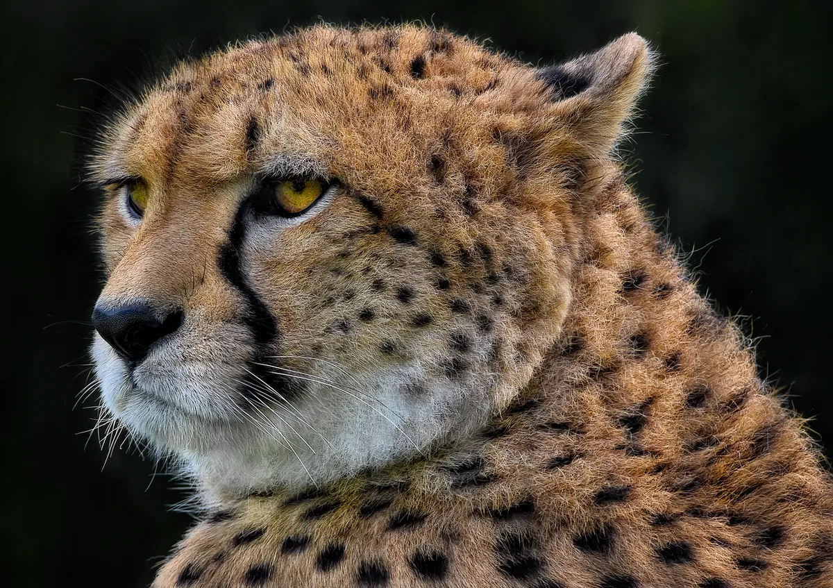 cheetah, animal, mammal, feline, wild cat, big cat, carnivore, hunter, predator, wildlife, nature, closeup, cheetah, wildlife, wildlife, wildlife, wildlife, wil