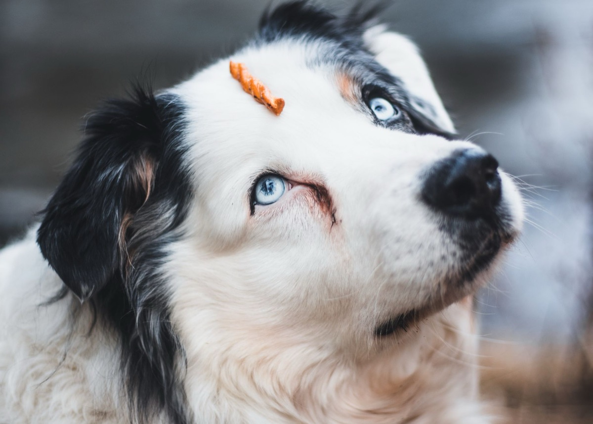 dog scale with treats for weight management