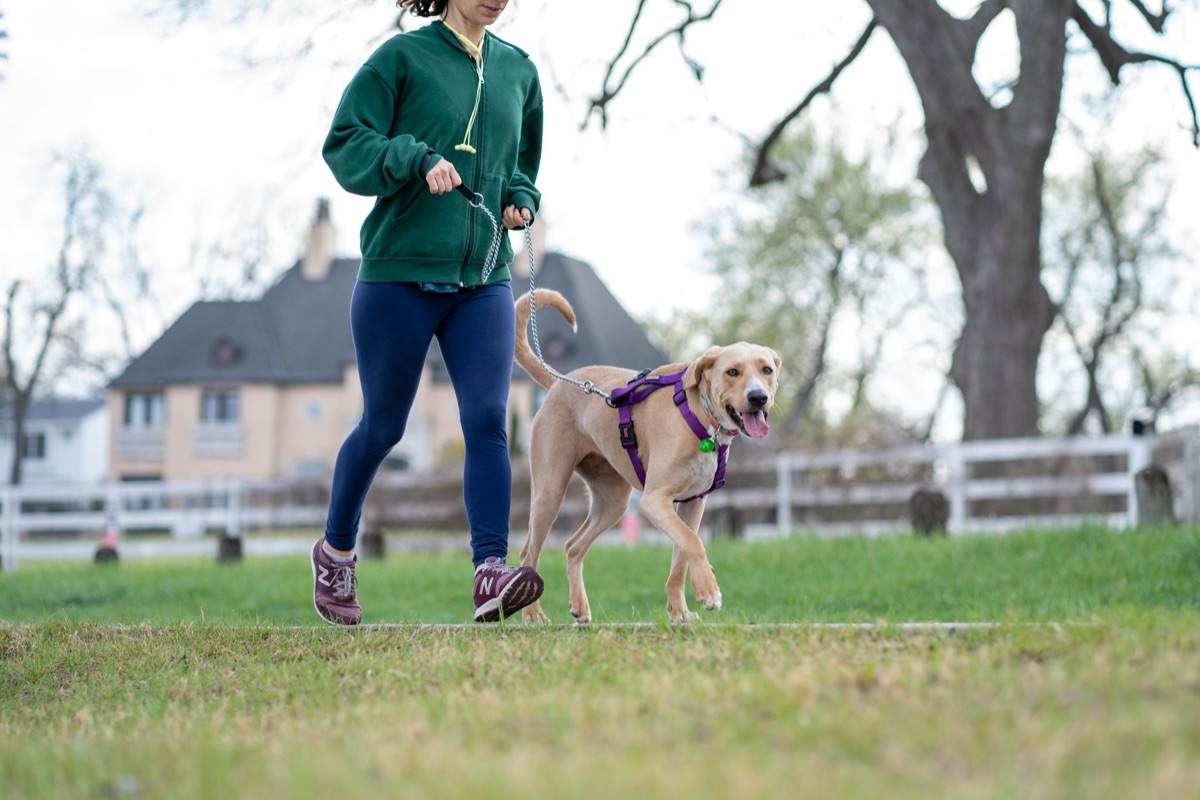 犬の運動のための散歩