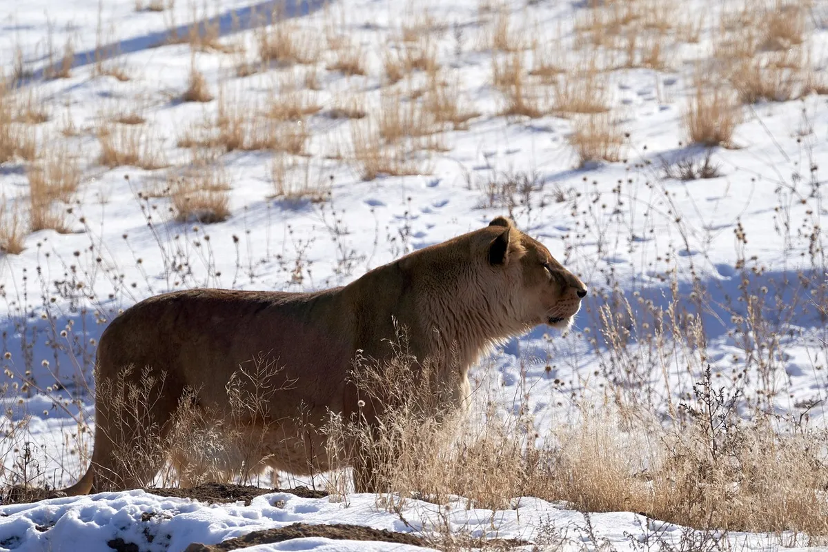 lioness, cat, feline, snow, winter, animal, nature, predator, africa, pet, wildlife, sanctuary, colorado