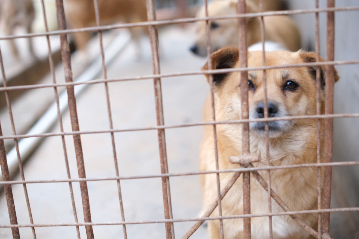A rescued dog looking hopeful in a clean shelter environment.