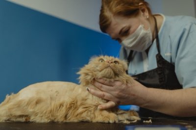 動物福利新趨勢：從單純救助轉向全球法律制度的系統性變革