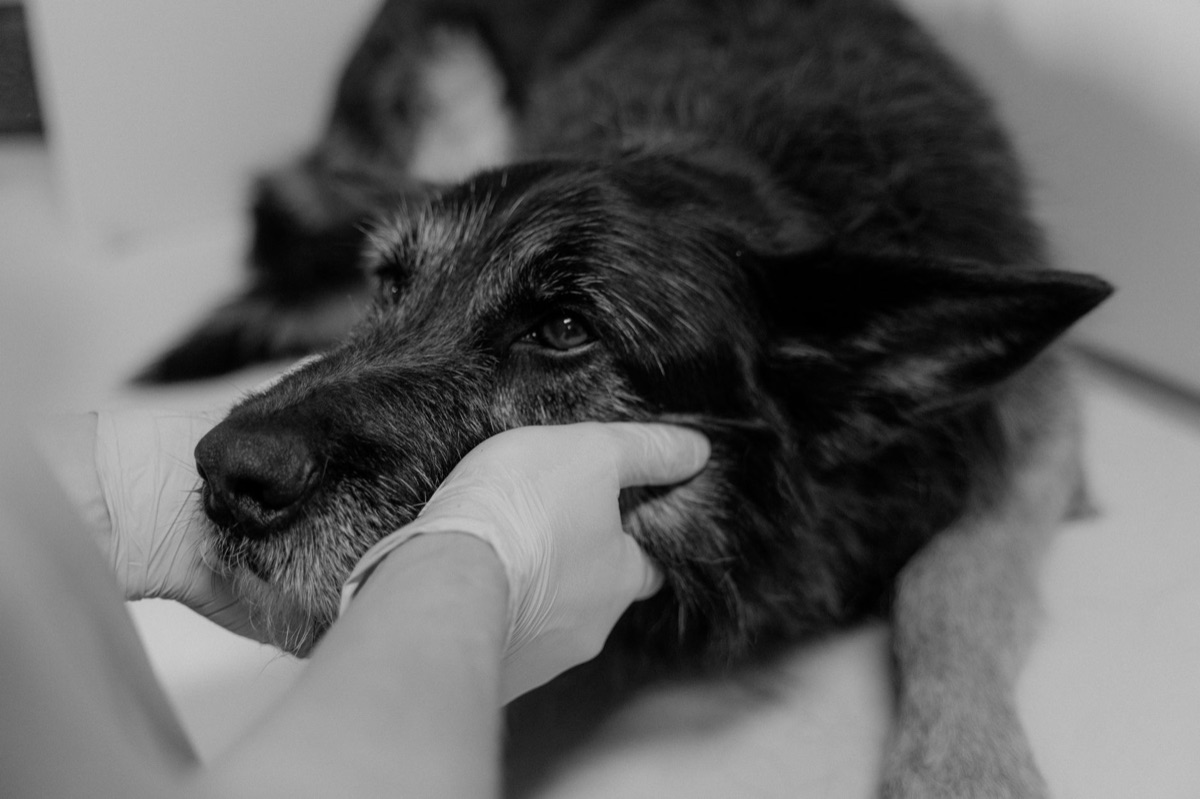 動物福利新趨勢：從單純救助轉向全球法律制度的系統性變革