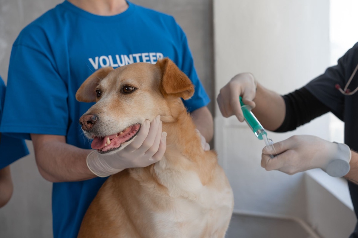 Beratungsgespräch zwischen Tierarzt und Hundebesitzer.