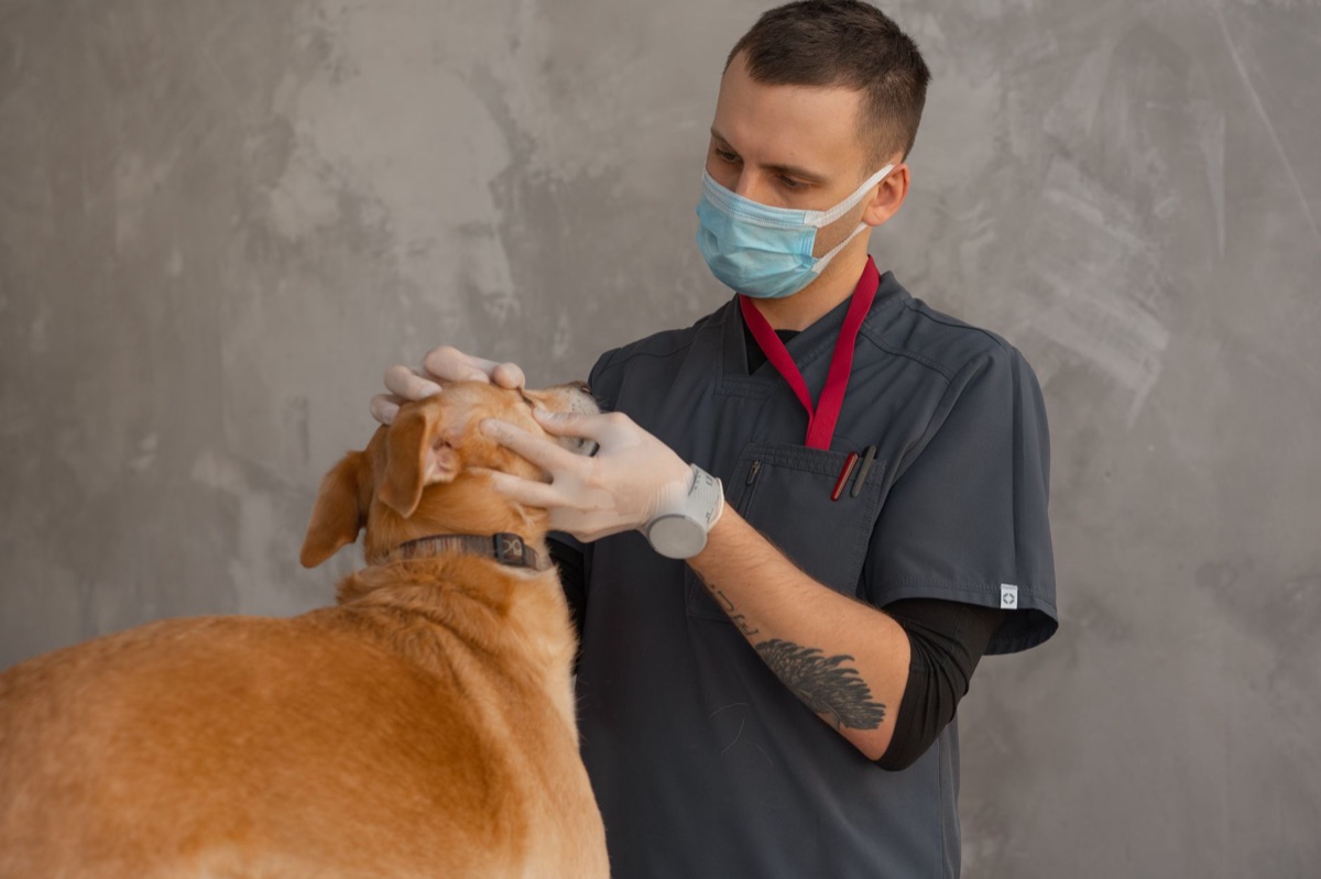 Veterinaria analizando la genética de una raza de perro.