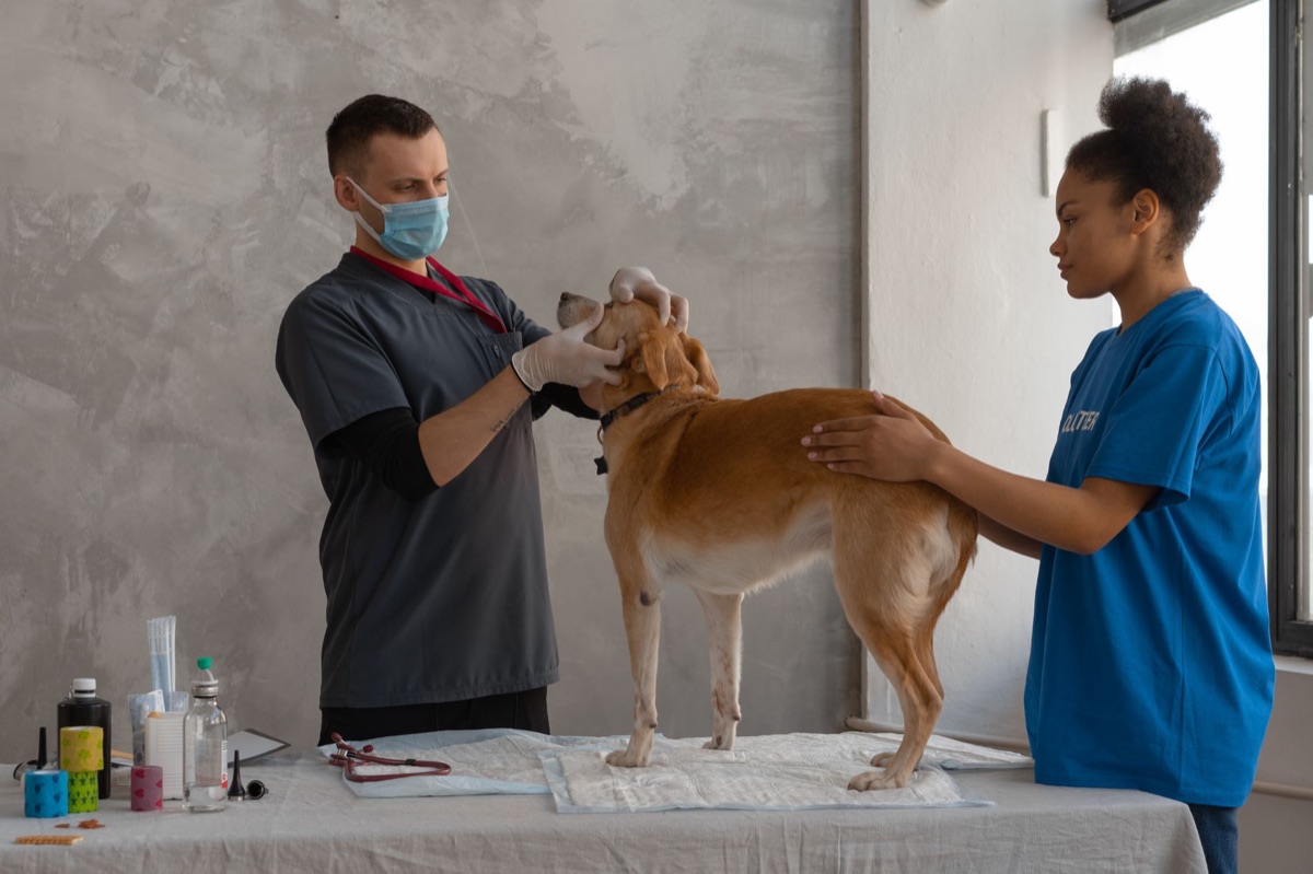 Un vétérinaire examinant les dossiers de santé d'un chien de race.