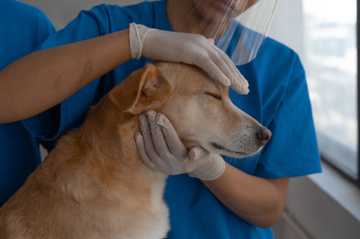象徵動物福利與政策倡議的雙手輕撫狗狗
