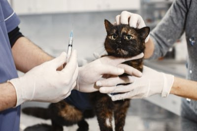 ワンヘルスで守る！野生動物とペットの健康管理術完全ガイド