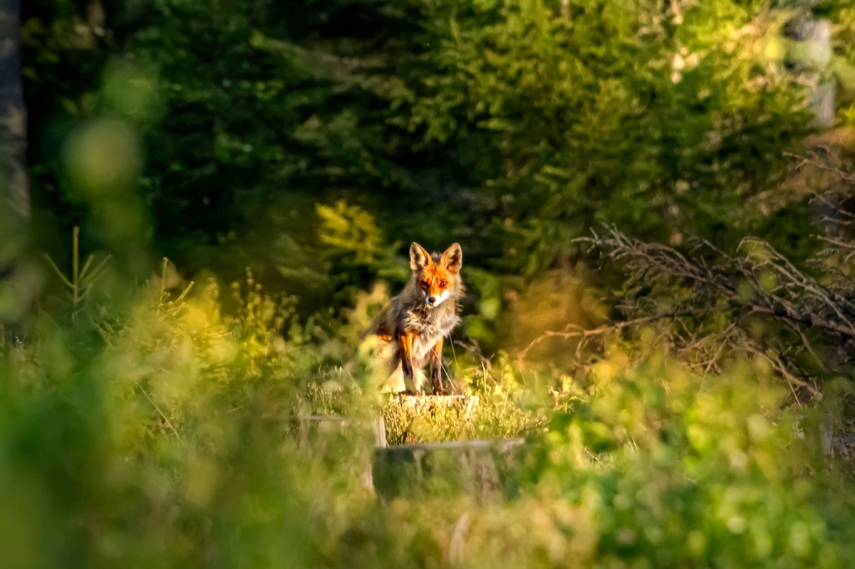 A wild fox sitting in a natural forest habitat.