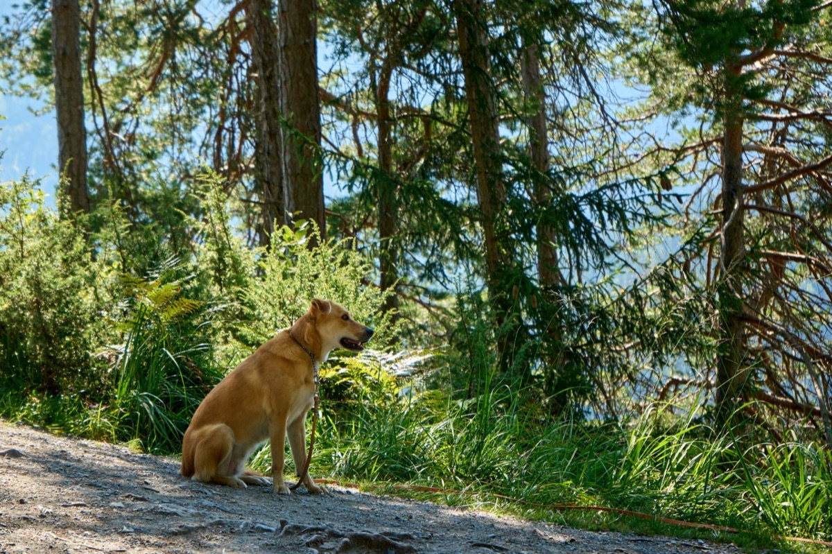Un chien domestique assis à la lisière d'une forêt, montrant l'interface entre l'habitat sauvage et domestique.
