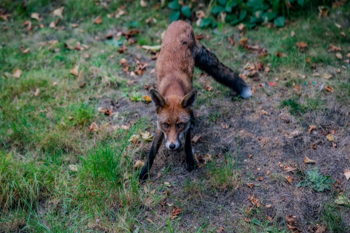 Una volpe selvatica che osserva l'ambiente naturale.