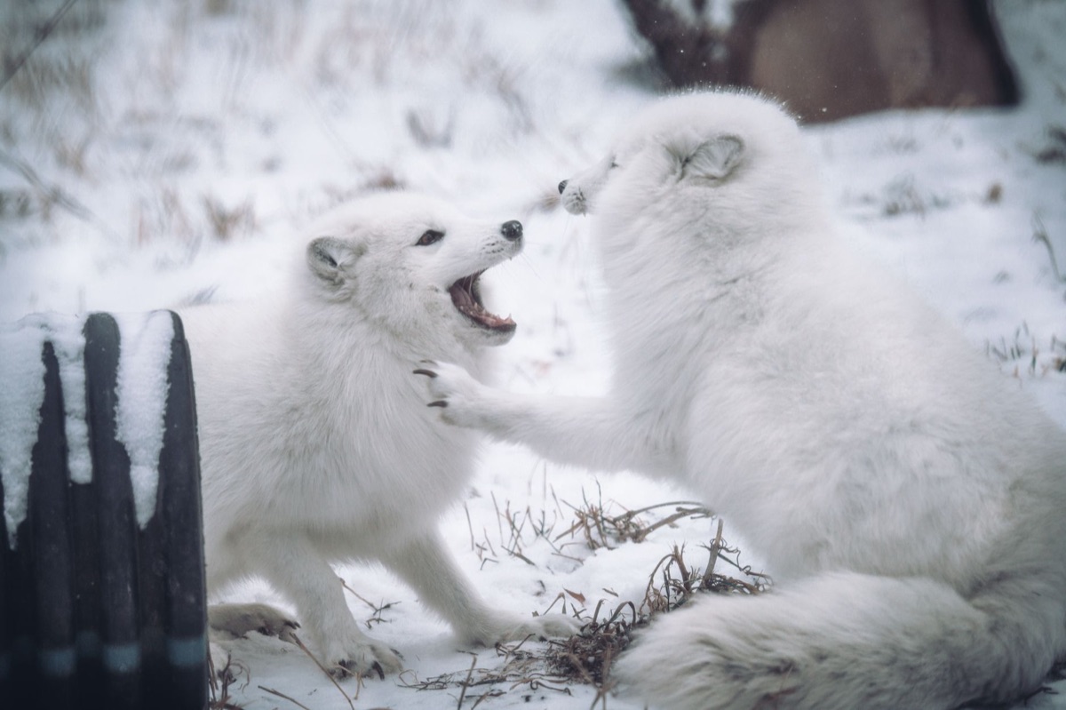 自然の中に生息する野生動物