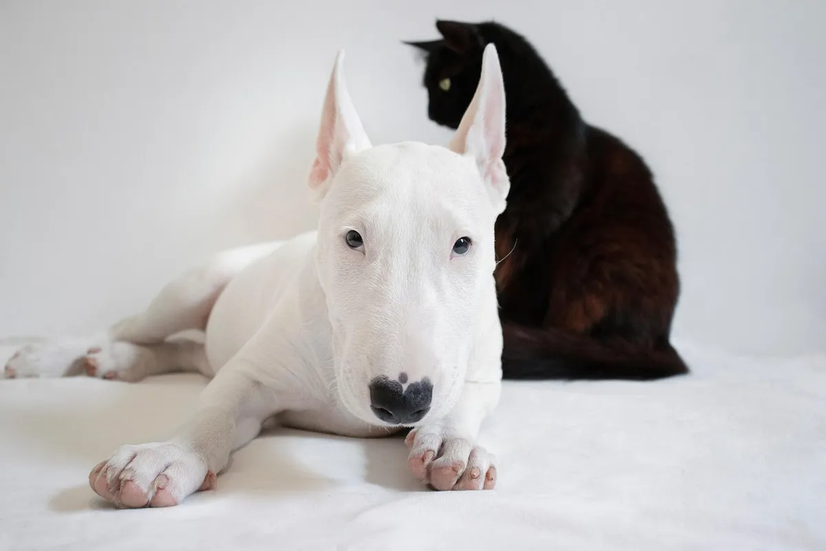 犬、動物、ペット、猫、動物、ブルテリア、ペット、友達、自然、黒い猫、白い犬、 Domestic、一緒に