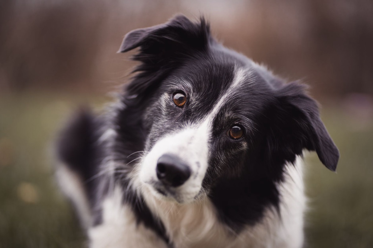 Alter Hund mit Gelenkschmerzen
