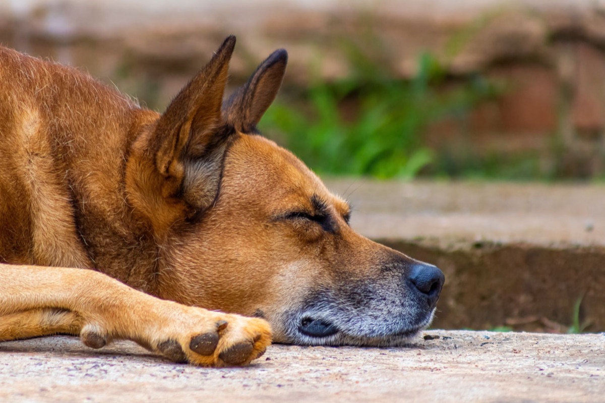 perro rutina cuidado articulares