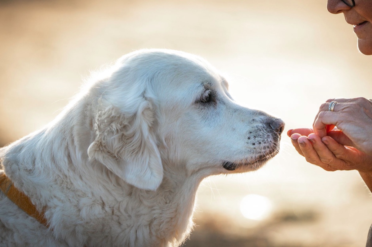 cane con integratore per giunti