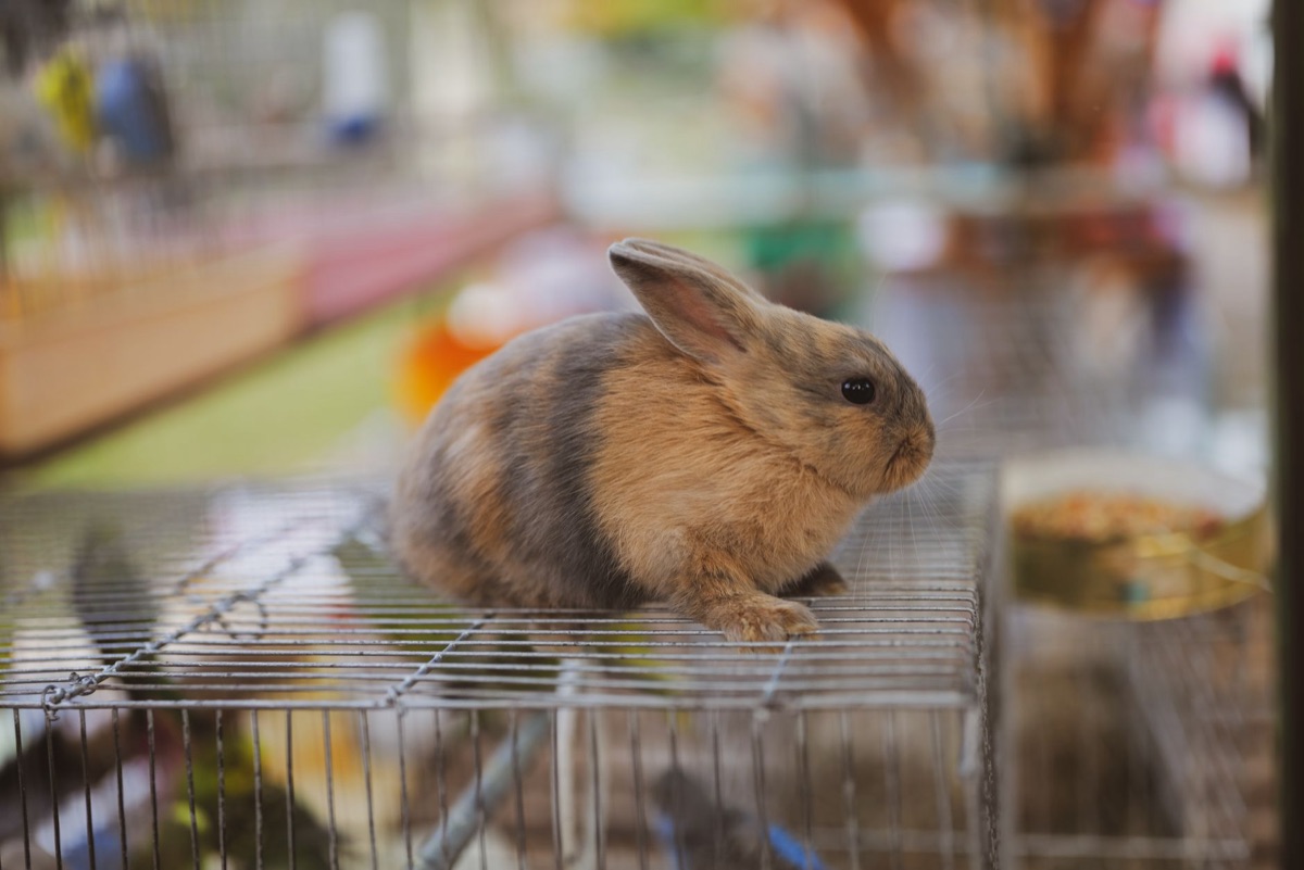 Hase in Käfig: Vertrautes Bild, Vertrautes Bild