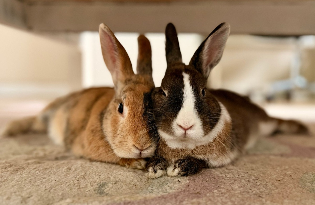 Hase mit Halter: Vertrautes Bild, Vertrautes Bild