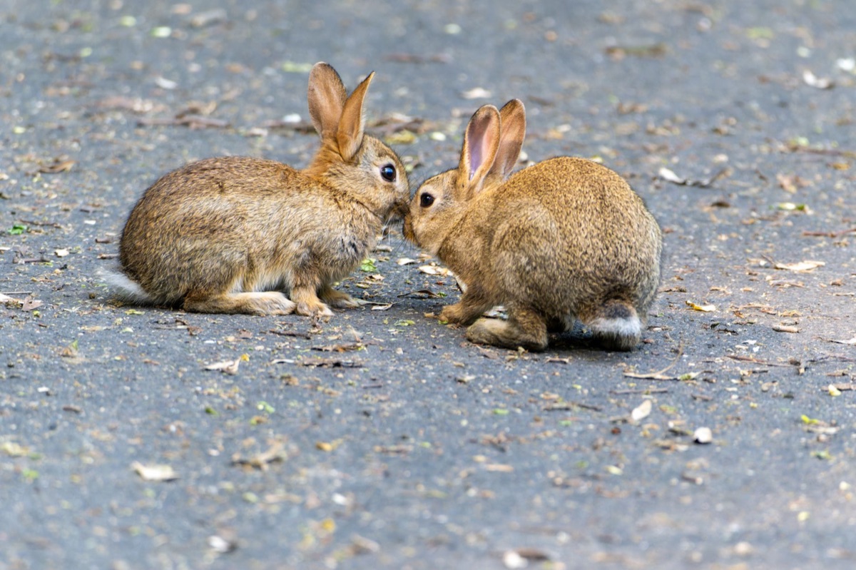 Rabbit vocalizing in natural setting