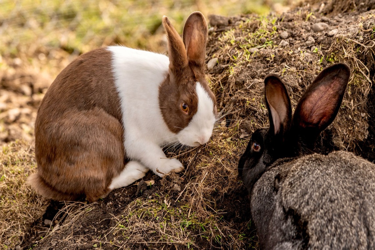 Rabbit showing anxious behavior