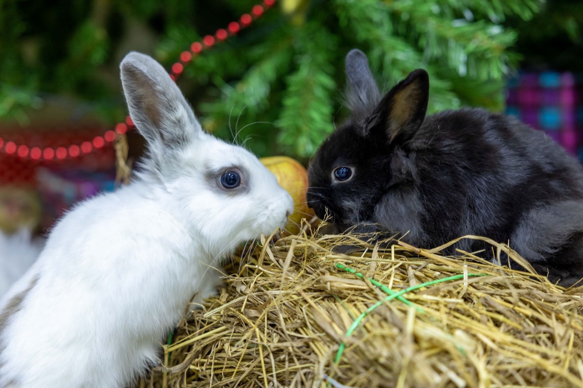 Lapin murmure