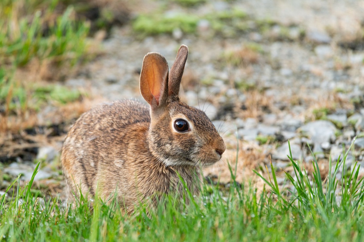 Rabbit ear twitching indicating curiosity
