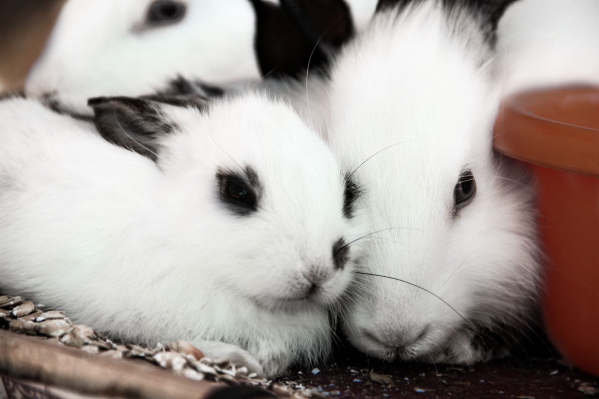 Rabbit snoring showing relaxation