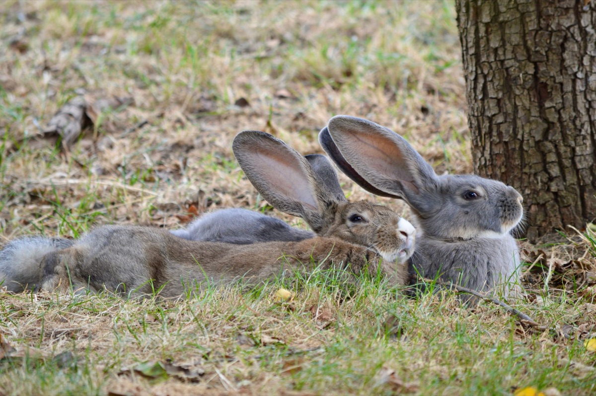 Rabbit whispering in natural environment