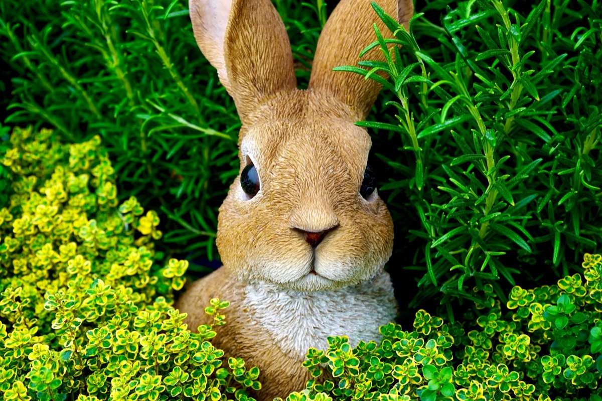 Rabbit distress call in forest environment