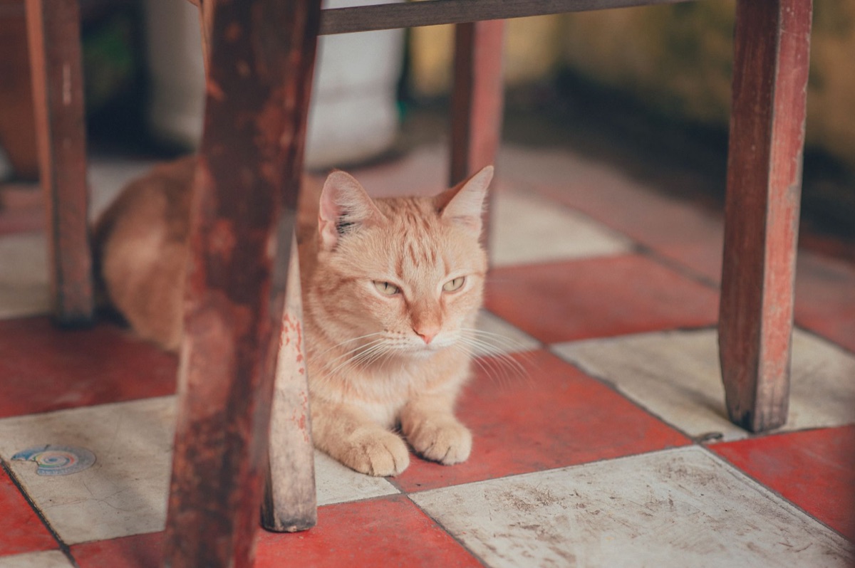Katze erbringt auf Boden