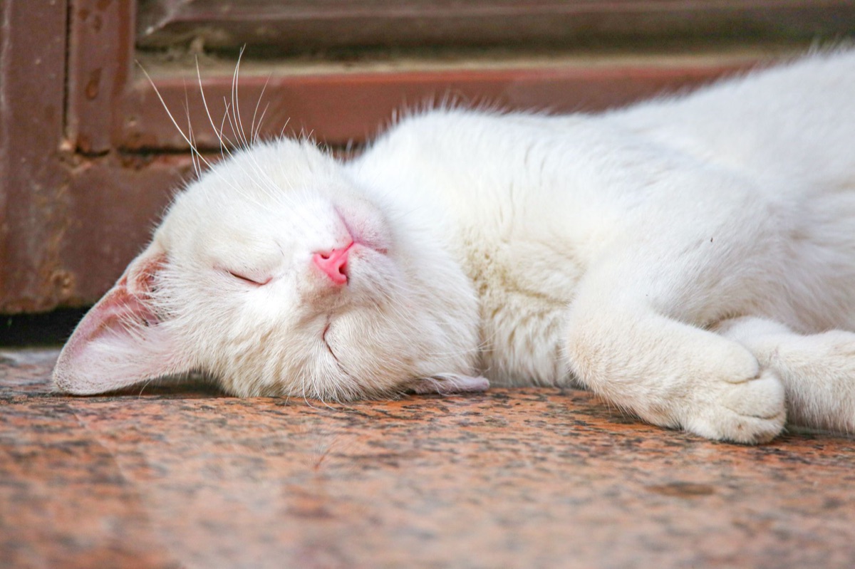Katze mit trockenem Nase und Zähen