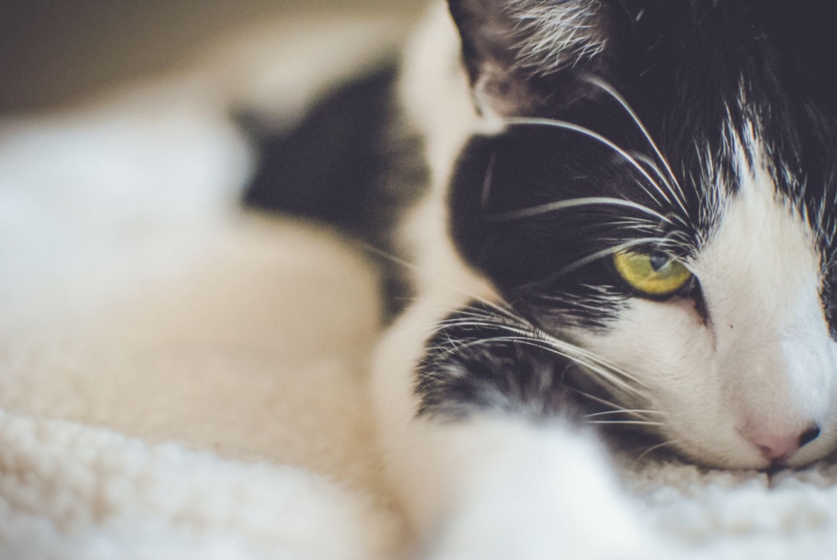 cat showing vomiting signs