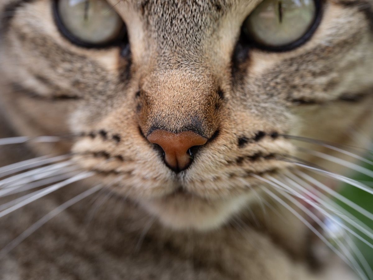 cat with dry nose and lethargy