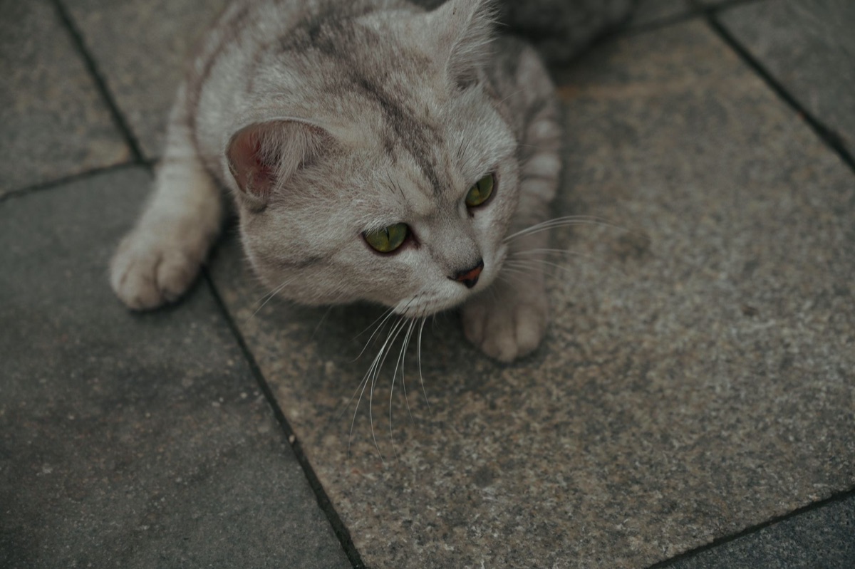gato vomitando en suelo