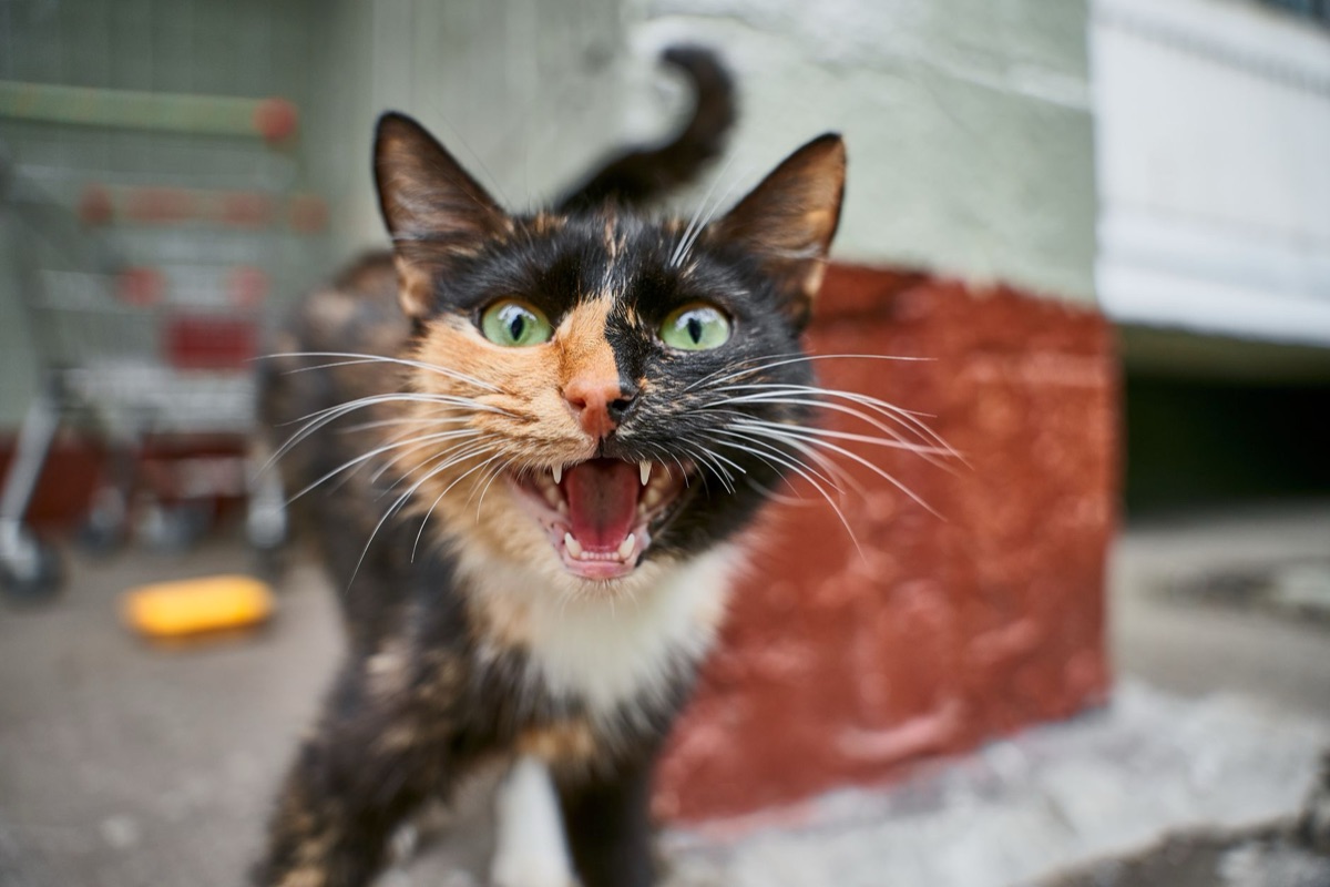 chat avec bouche sèche et fissurée
