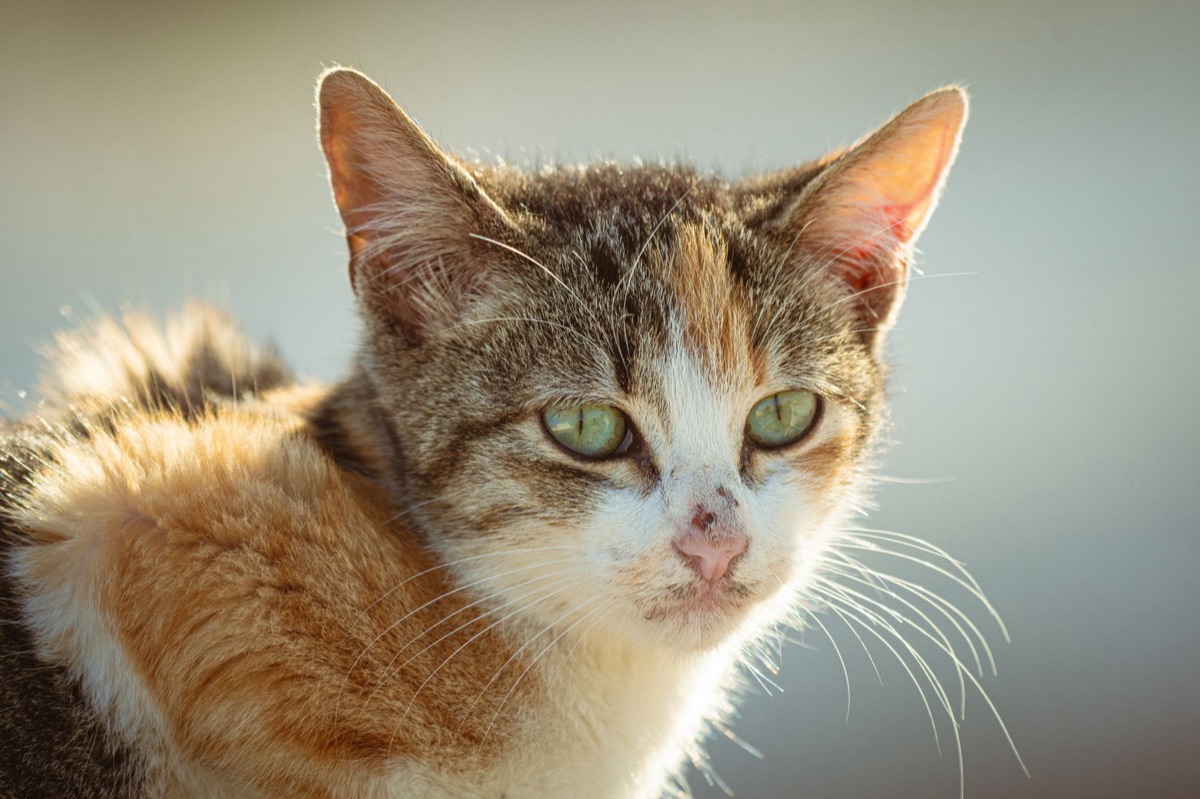 Un gatto con naso asciutto e gorgoglio, segnanti di malattia cronica e disidratazione.