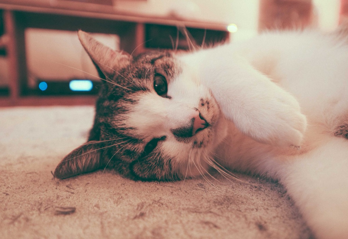 Un gatto che dorme su un tappeto pulito, segnante di malattia cronica e disidratazione.