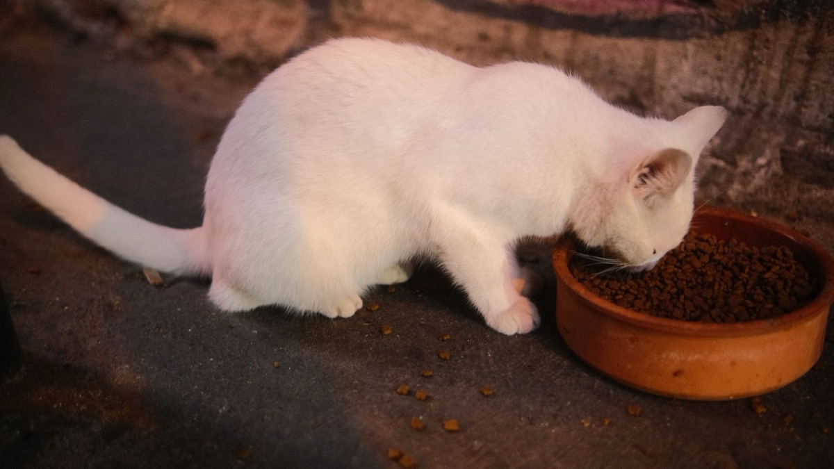 猫の空の食器：慢性的な嘔吐の兆候