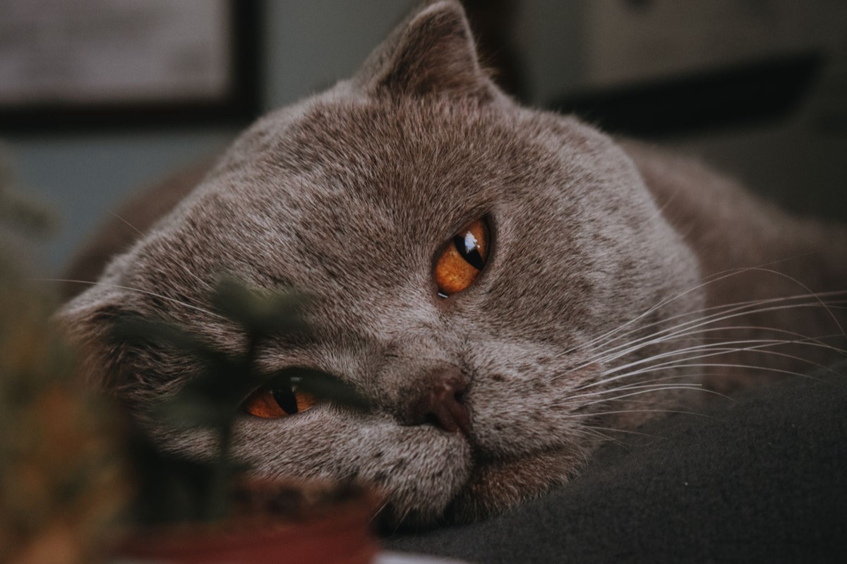 katten met ziektekenen