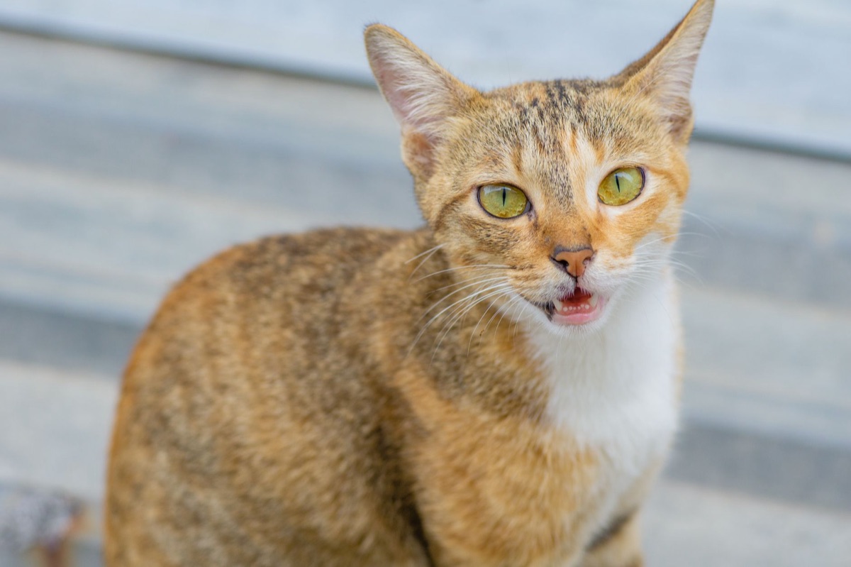 sintomas_vômito_gato