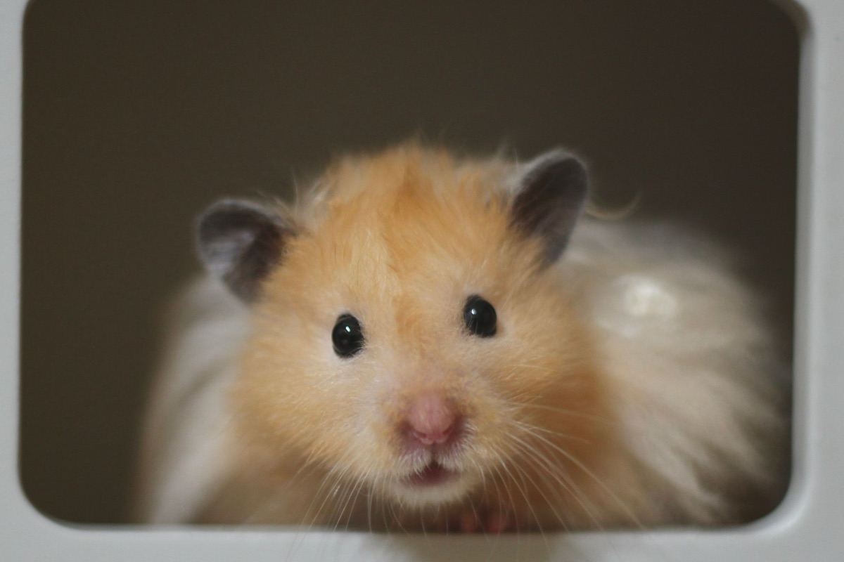 Hamster cage with multiple levels