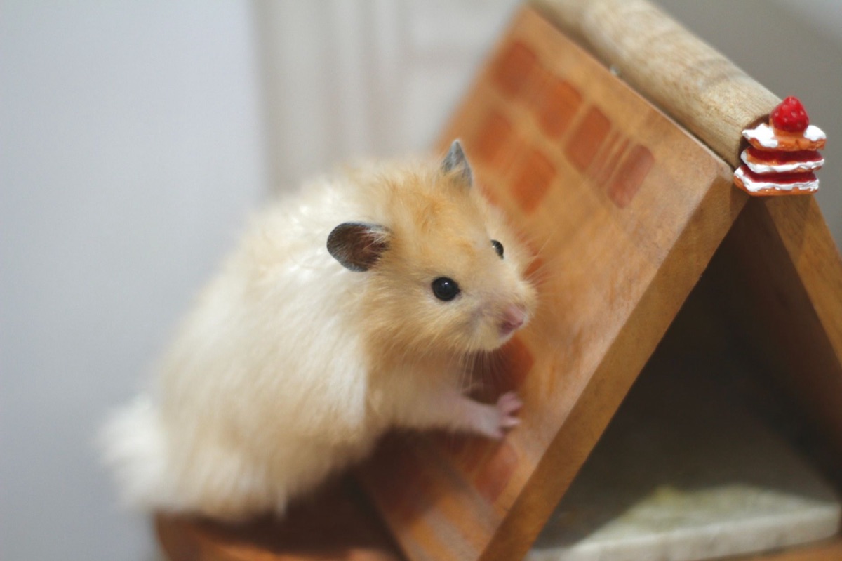 Hamster habitat with toys and plants