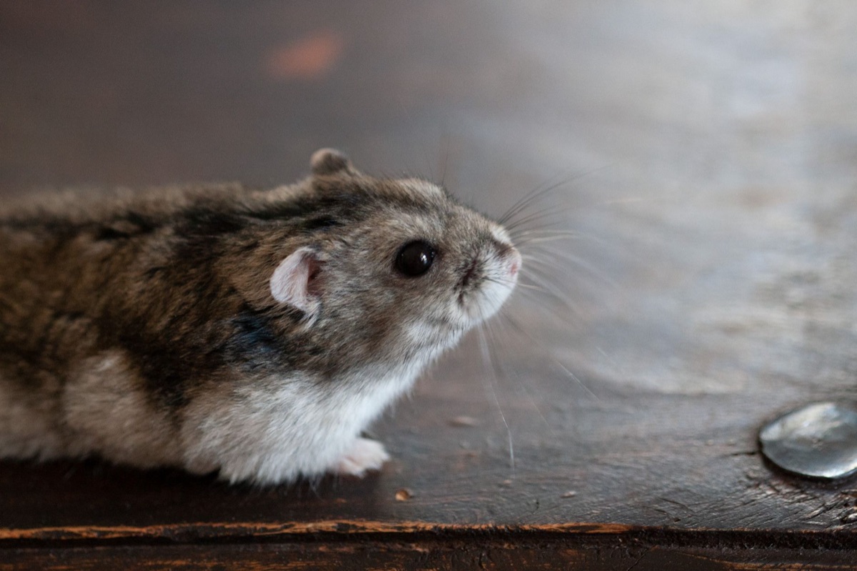 Hamster habitat with climbing structures and soft bedding