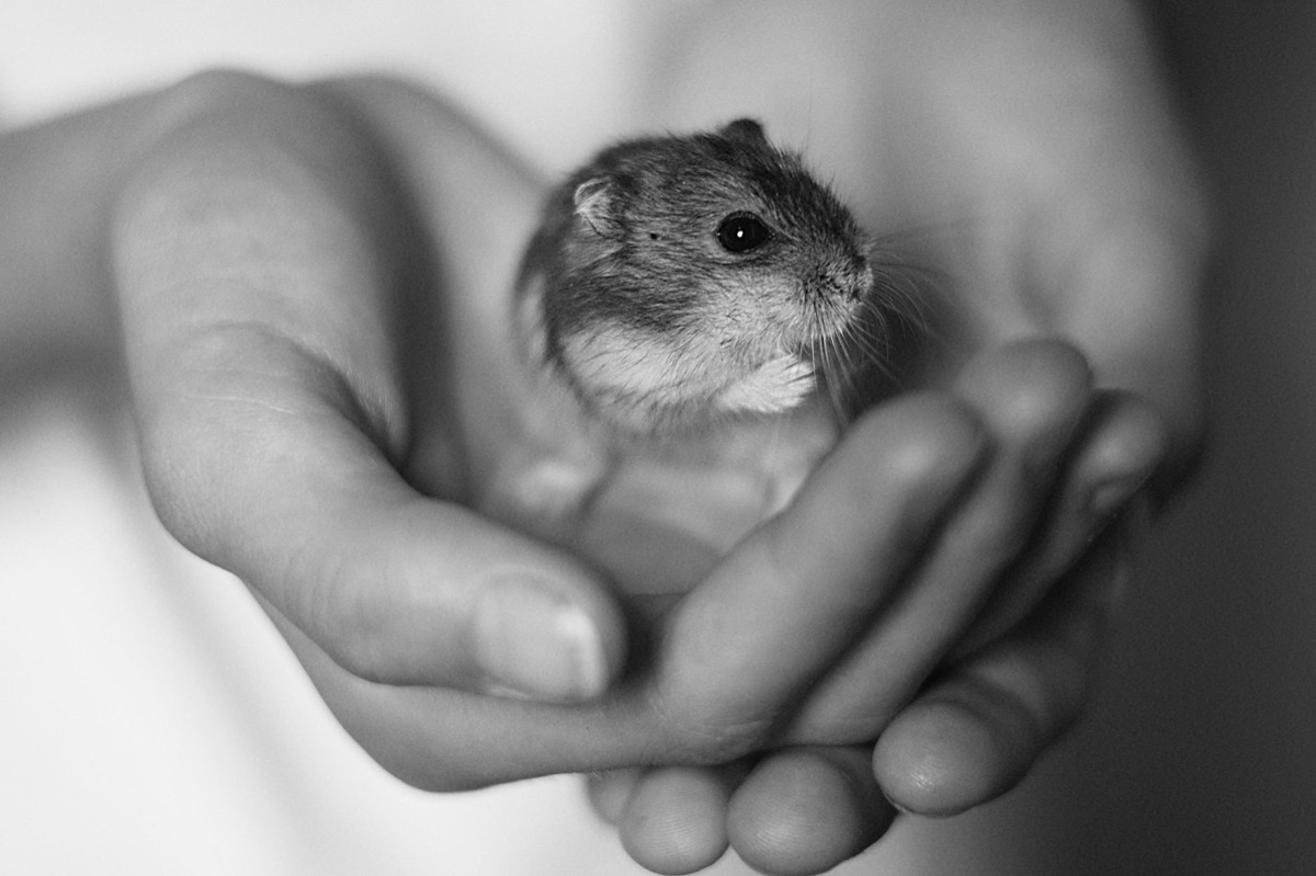 cage de hamster com níveis de altura