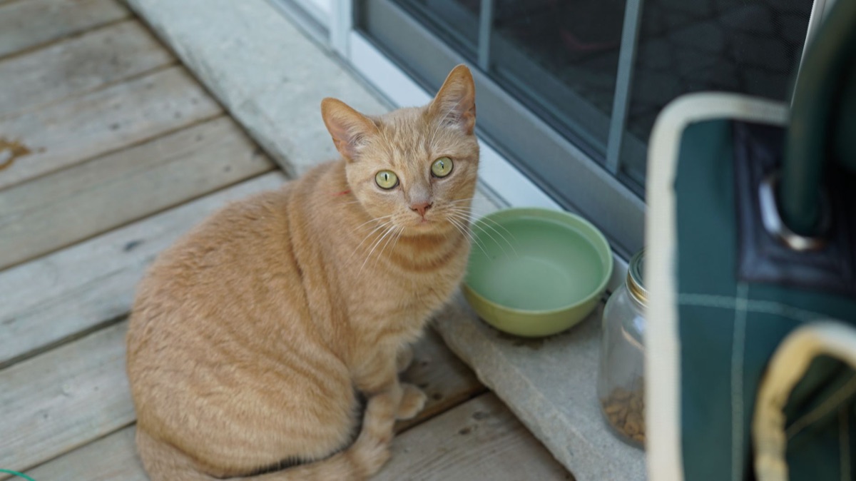 Katze mit leeren Futterbecher