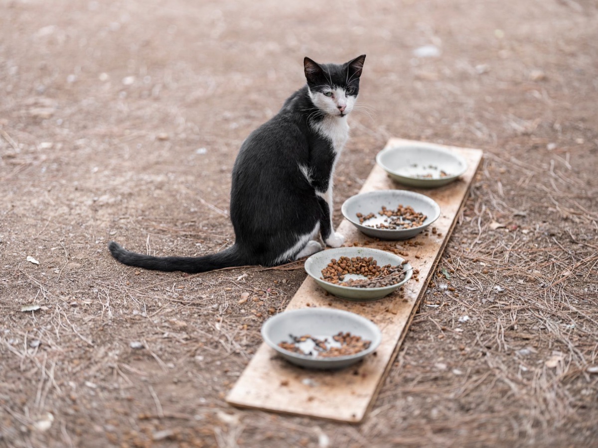 Cat with empty bowl in kitchen