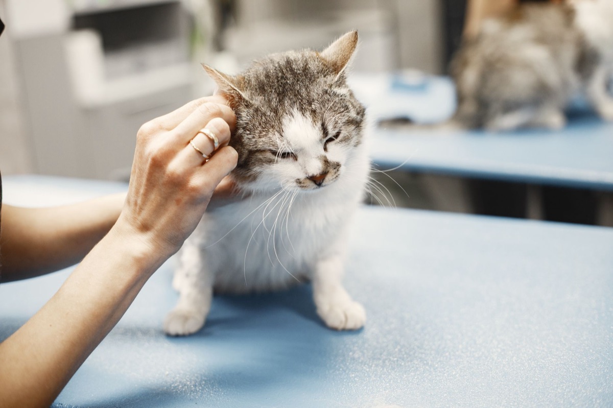 Veterinarian examining cat in clinic