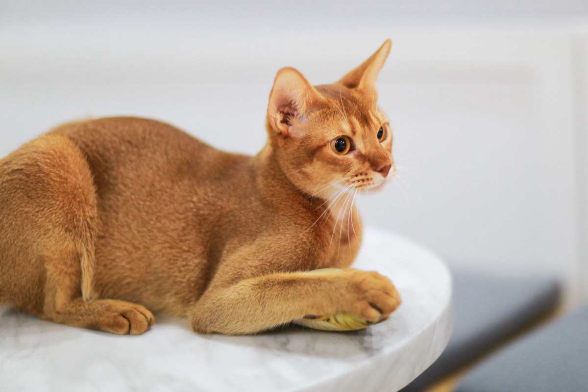gato vomitando en mesa de examen