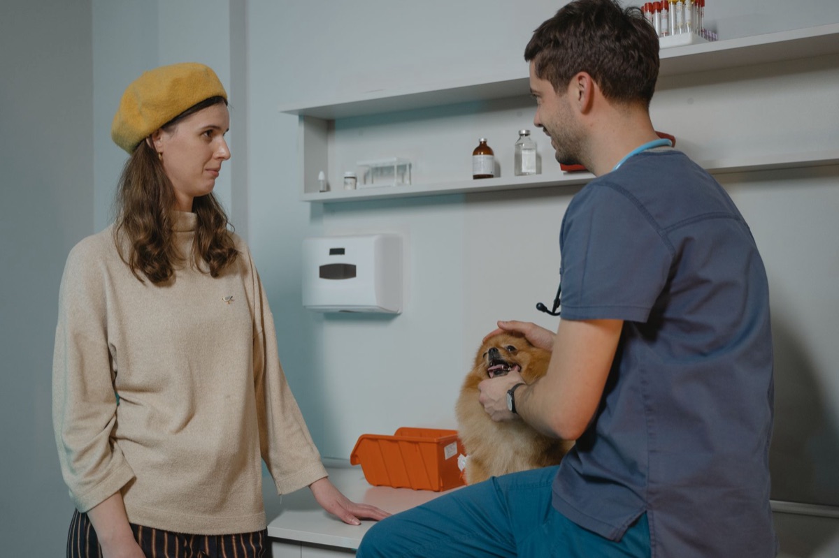 veterinario examinando gato